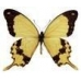 WORLD COLLECTION OF EXOTIC BUTTERFLIES Ten pupae